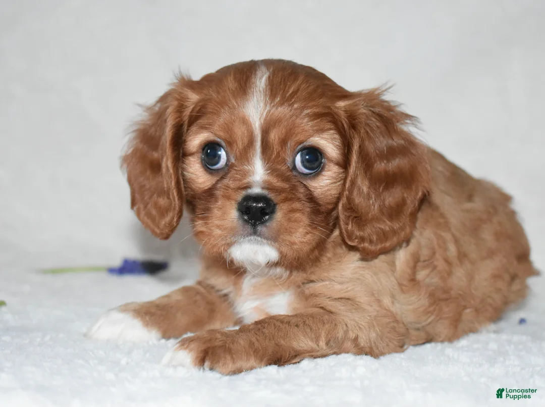 Cavalier King Charles Spaniel dogs for sale: Reese - Ad 1