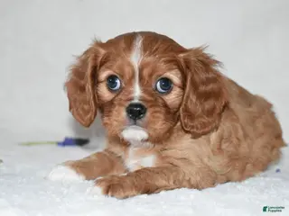 Cavalier King Charles Spaniel dogs Reese - Ad 27