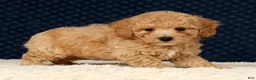Bichpoo dogs for sale: Gina - Ad 6