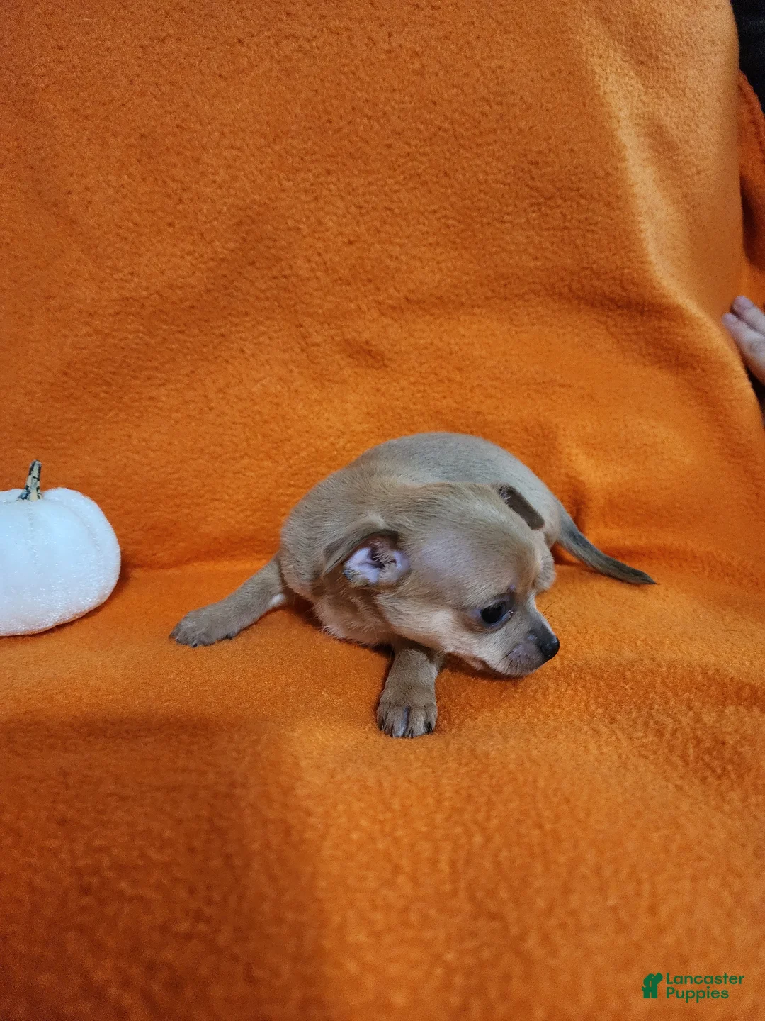 Chihuahua dogs for sale: Bear - Ad 2