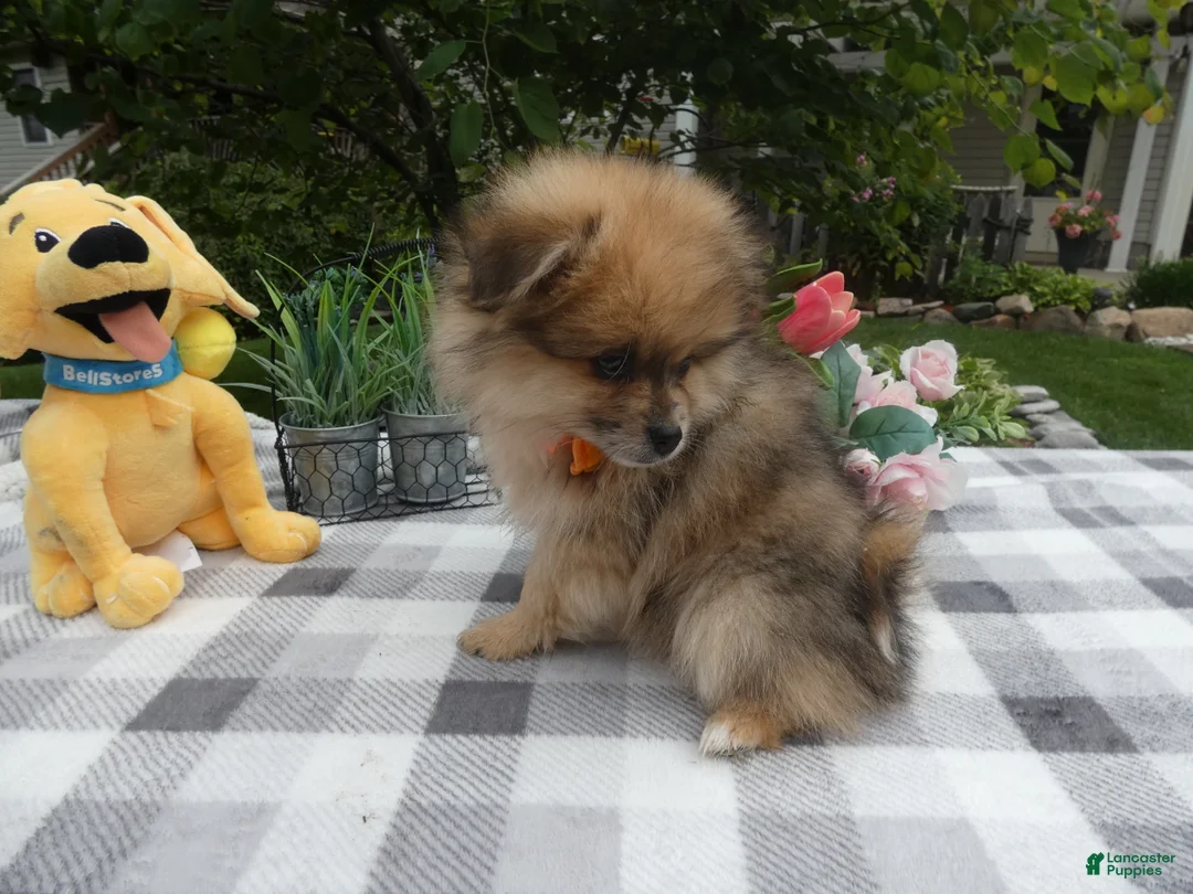 Pomeranian dogs for sale: Pomeranian 1 Trooper - Ad 2