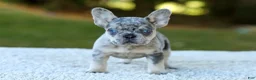 French Bulldog dogs for sale: Copper - Blue Merle - Ad 2