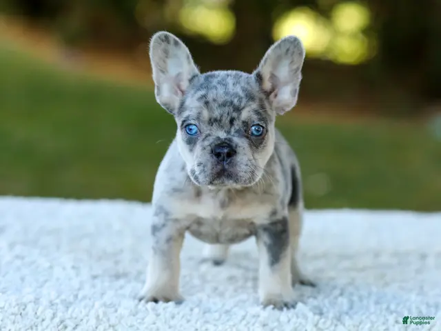 French Bulldog dogs for sale: Copper - Blue Merle - Ad 2