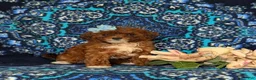 Lhasapoo dogs for sale: Chardanay Hypoallergenic - Ad 5
