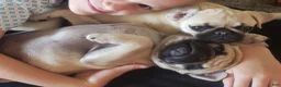 Pug dogs for sale: Clay - Ad 6