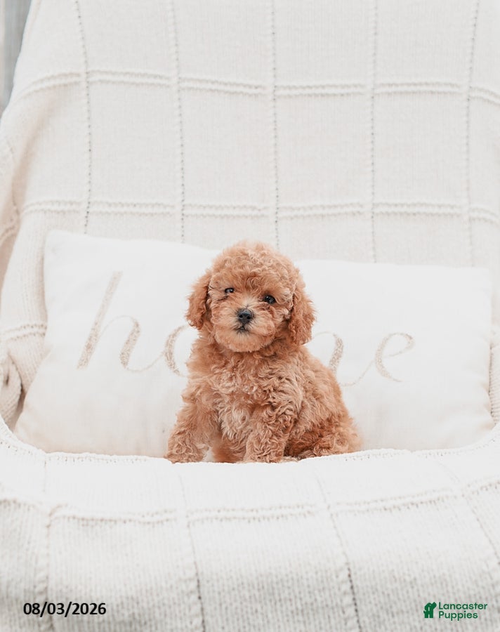 Miniature Poodle dogs Keyona - Ad 2