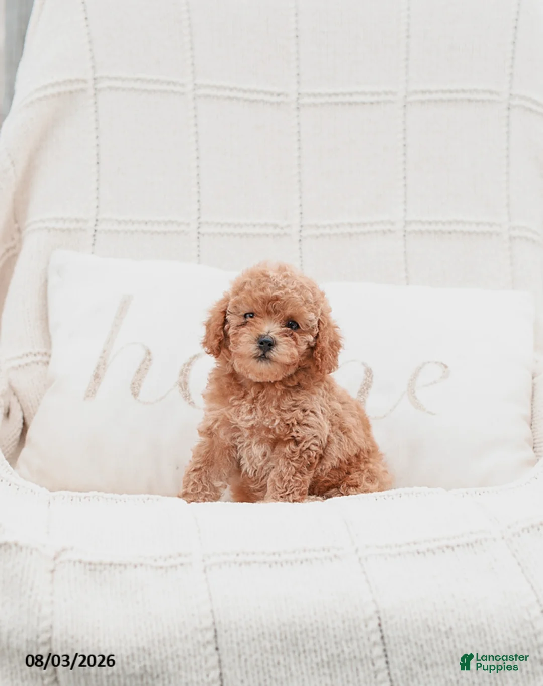 Miniature Poodle dogs for sale: Keyona - Ad 2