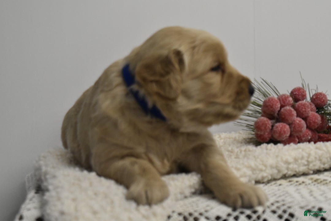 Golden Retriever dogs for sale: London - Ad 2