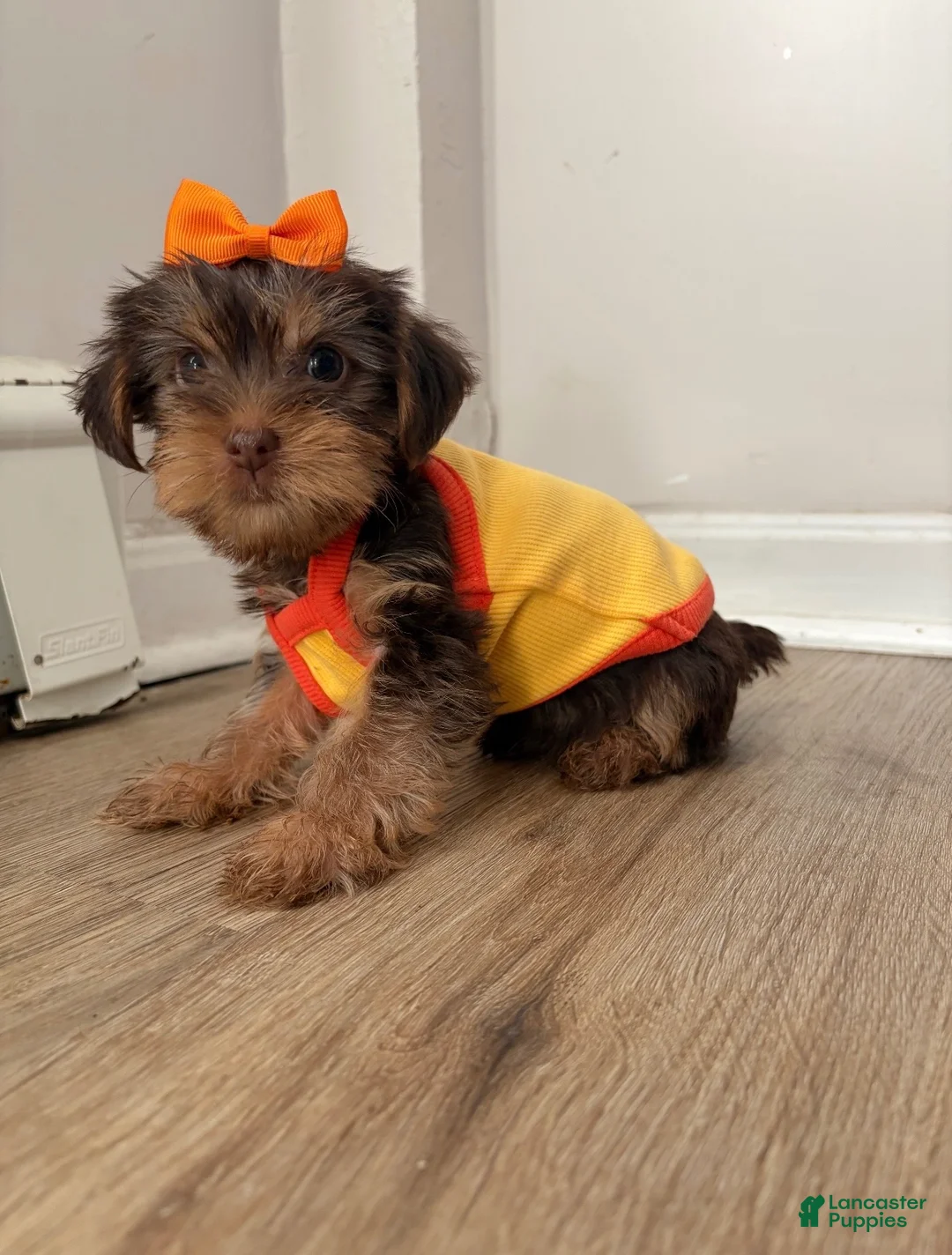 Yorkshire Terrier dogs for sale: Yorkshire Terrier 3 - Ad 2