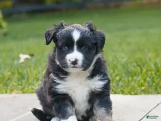 Miniature Australian Shepherd dogs for sale: Callie - Ad 4
