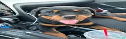 Rottweiler dogs for sale: Zara - Ad 1
