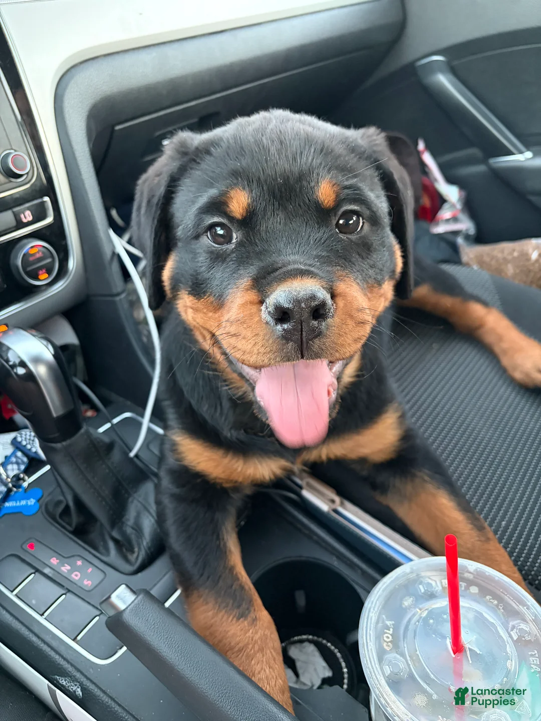 Rottweiler dogs for sale: Zara - Ad 1