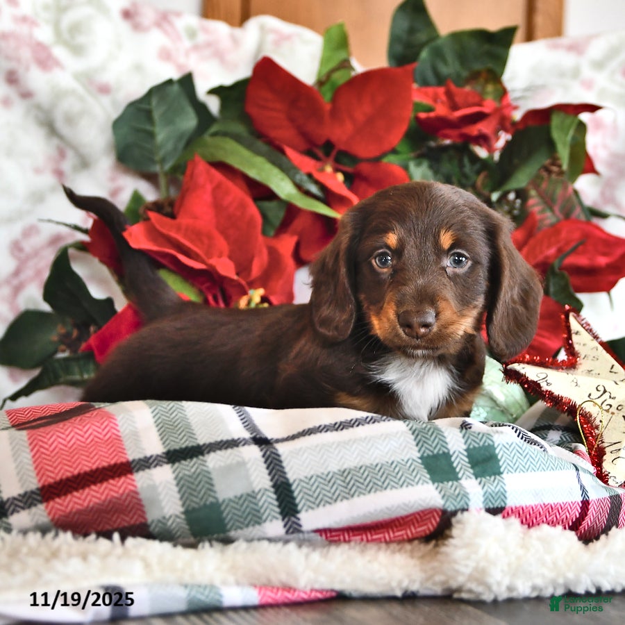 Miniature Dachshund dogs Mr Chocolate - Ad 3