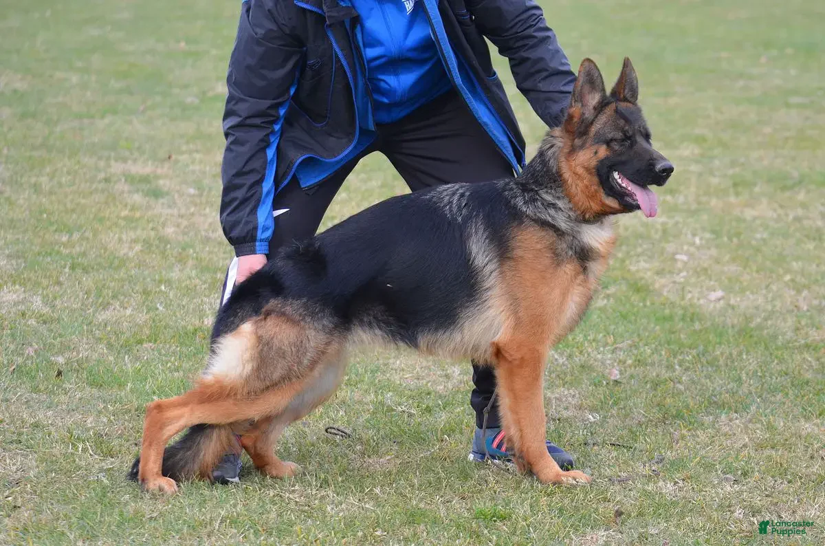 German Shepherd dogs for sale: German Shepherd Puppy 1 - Ad 2