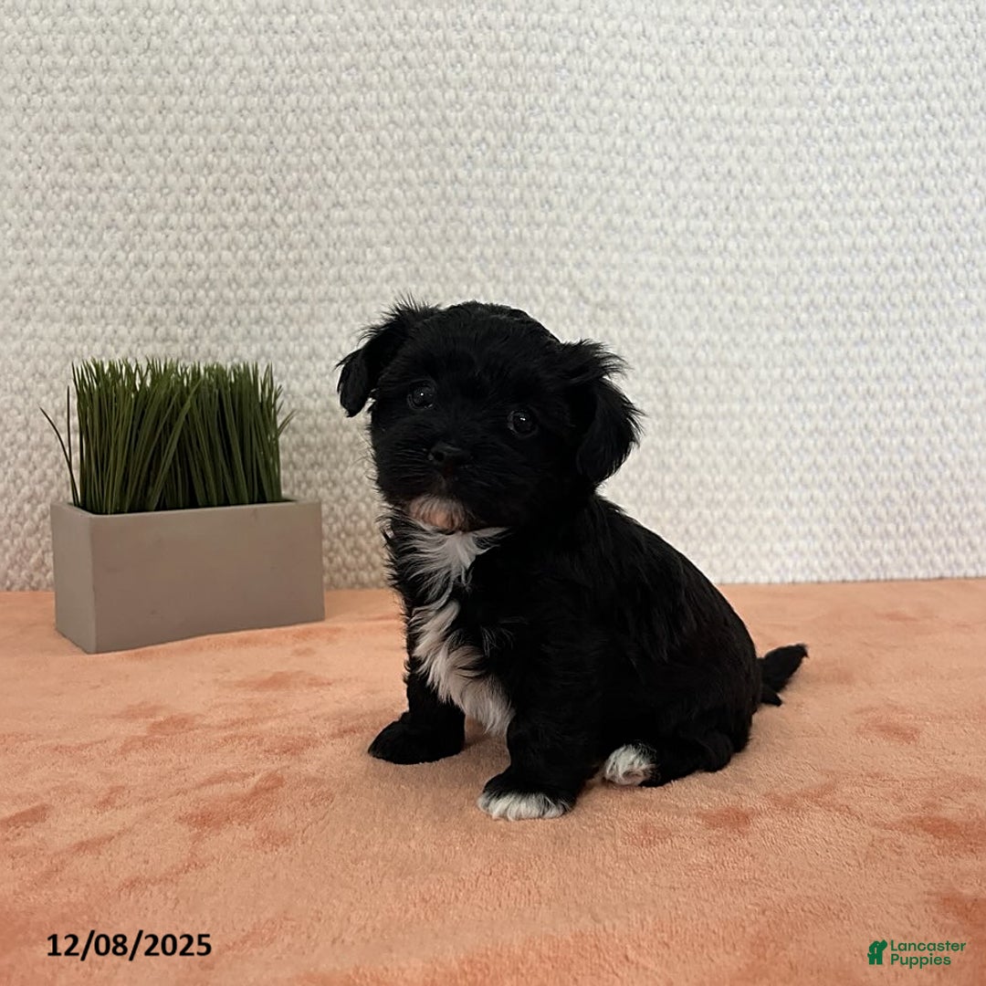 Havapoo dogs for sale: Princess - Ad 1