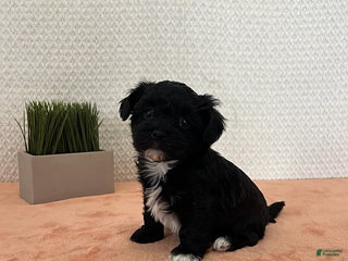 Havapoo dogs Princess - Ad 32