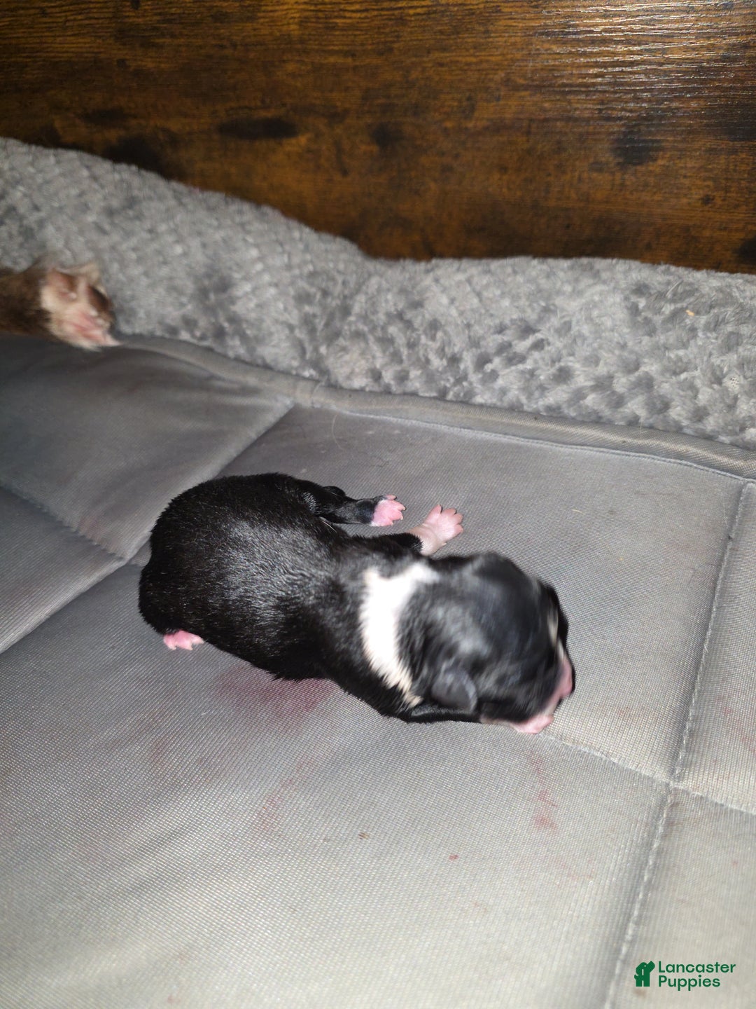 Miniature Australian Shepherd dogs for sale: Miniature Australian Shepherd Puppy 5 - Ad 5