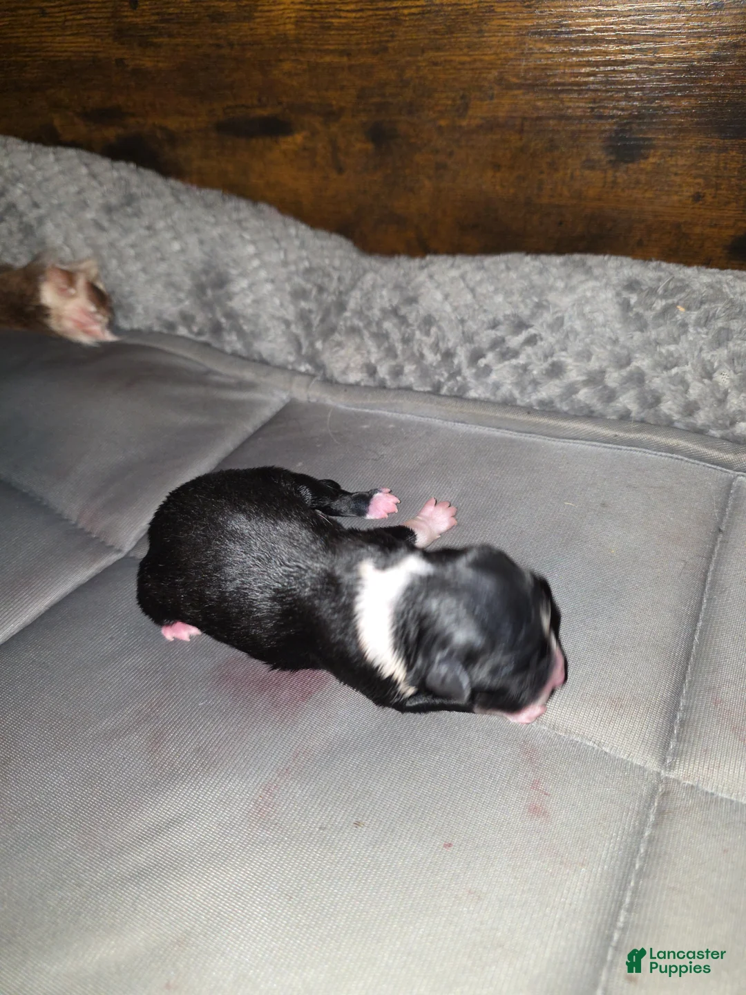 Miniature Australian Shepherd dogs for sale: Miniature Australian Shepherd Puppy 5 - Ad 5