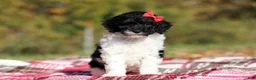 Miniature Poodle dogs for sale: Jillie (AKC) - Ad 4