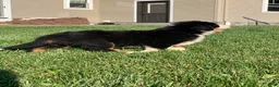 Bernese Mountain Dog dogs for sale: Alaska  - Ad 14