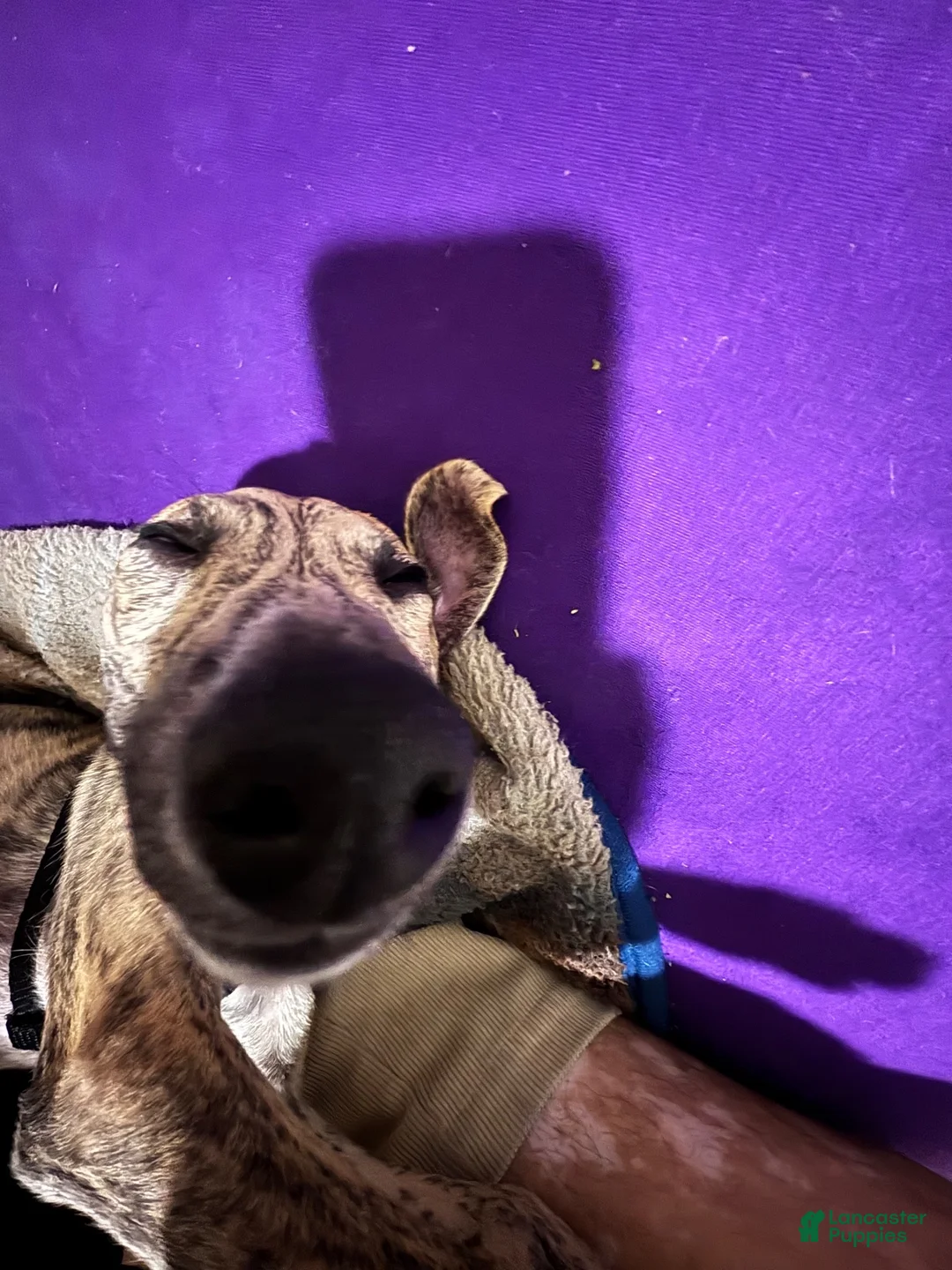 Whippet dogs for sale: Miles - Ad 4