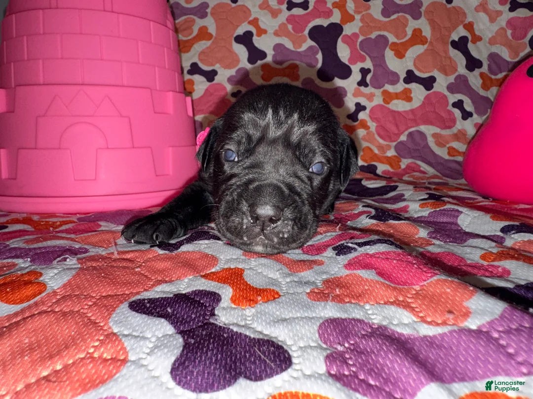 Cane Corso dogs for sale: Pink Collar Female - Ad 1