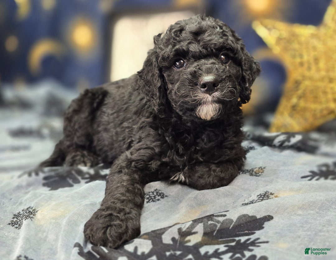 Cockapoo dogs for sale: Crescent - Ad 6