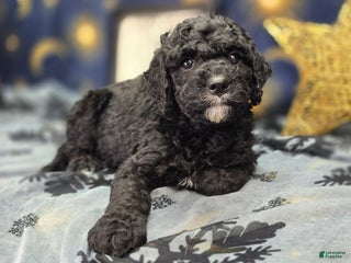 Cockapoo dogs Crescent - Ad 17