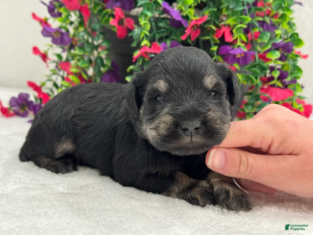 Miniature Schnauzer dogs for sale: Mae Male 2 - Ad 1