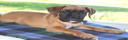 Boxer dogs for sale: Hunter - Champ lines - Ad 3