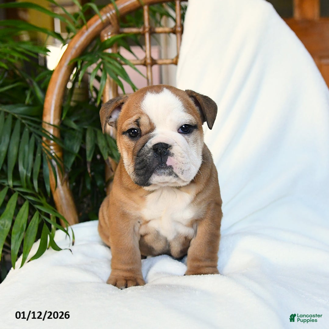 English Bulldog dogs for sale: Molly - Ad 3