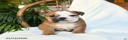 English Bulldog dogs for sale: Molly - Ad 8