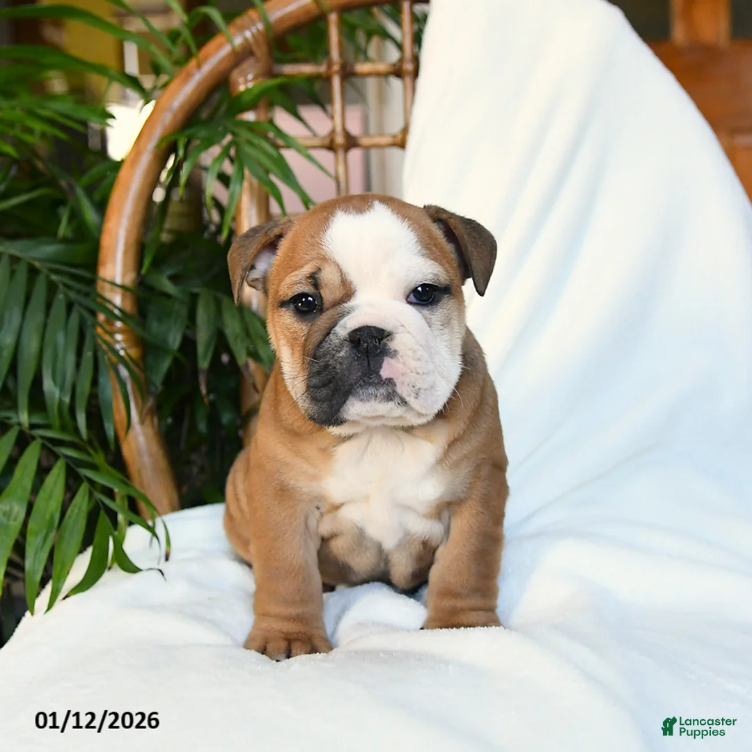 English Bulldog dogs for sale: Molly - Ad 8