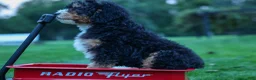 Mini Bernedoodle dogs for sale: Yandel 🦴 - Ad 19