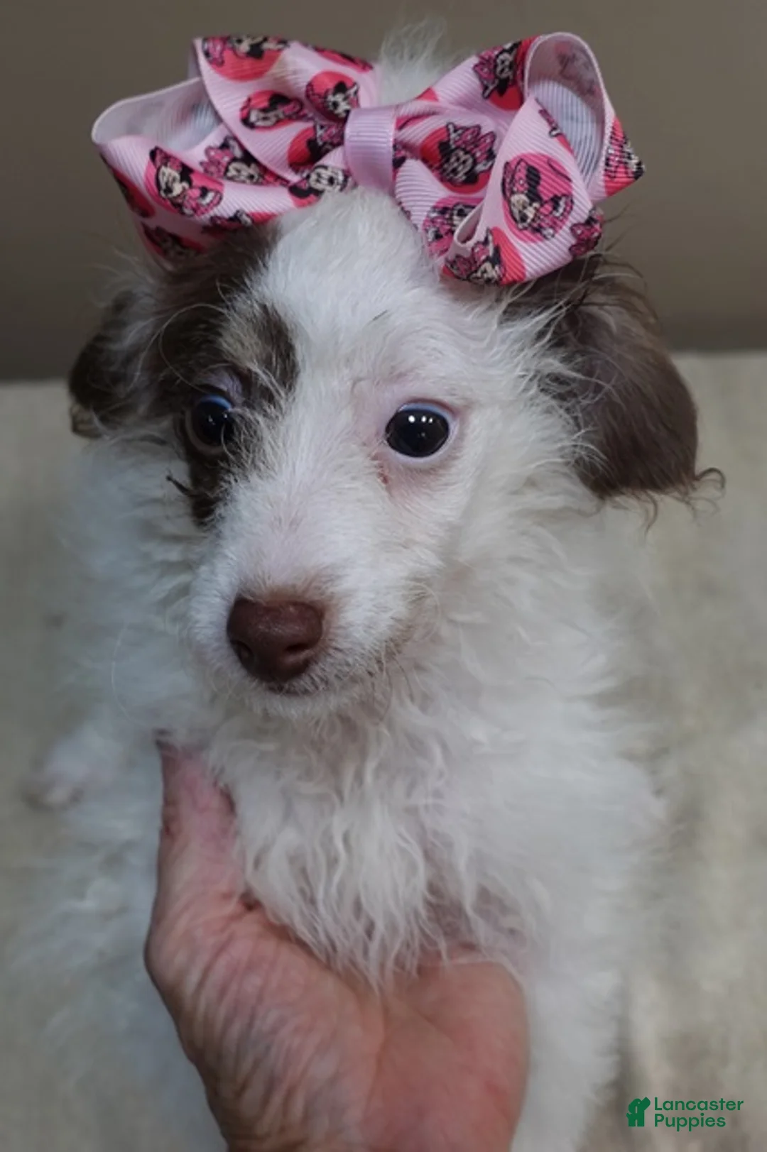 Toy Poodle dogs for sale: 3 pounds - Ad 2