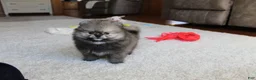 Pomeranian dogs for sale: Teddy - Ad 12