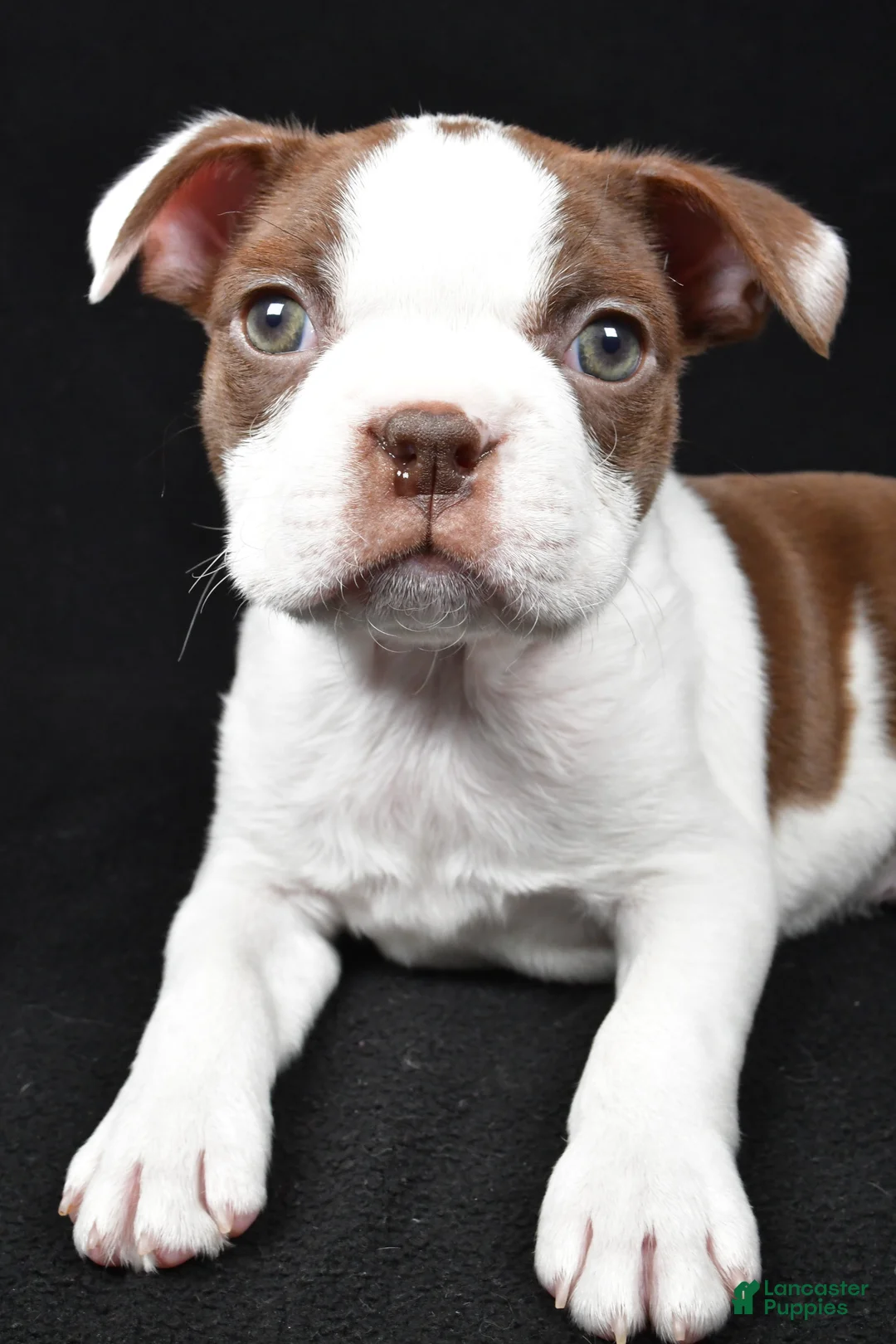 Boston Terrier dogs for sale: Harvey - Ad 8