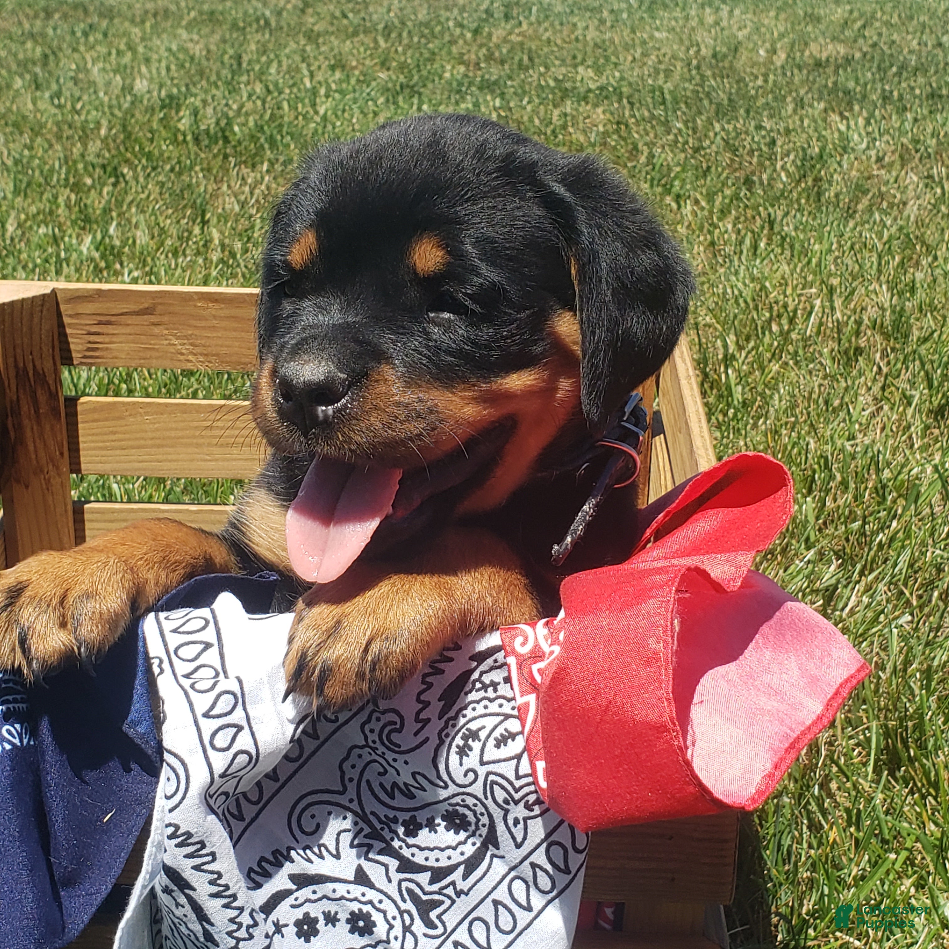 Rottweiler dogs Brynn - Ad 2