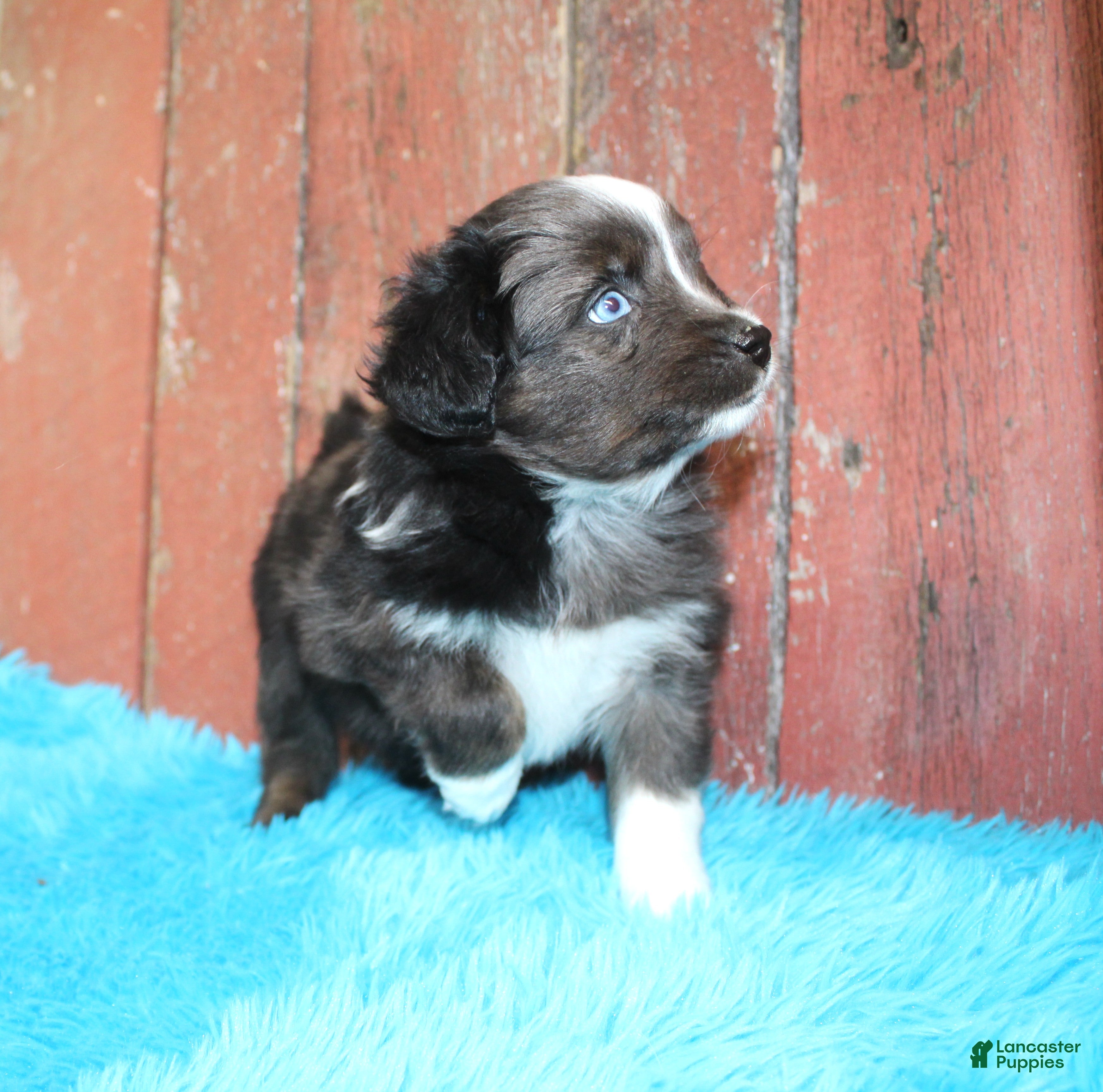 Miniature Australian Shepherd dogs Miniature Australian Shepherd Puppy 1 - Ad 7