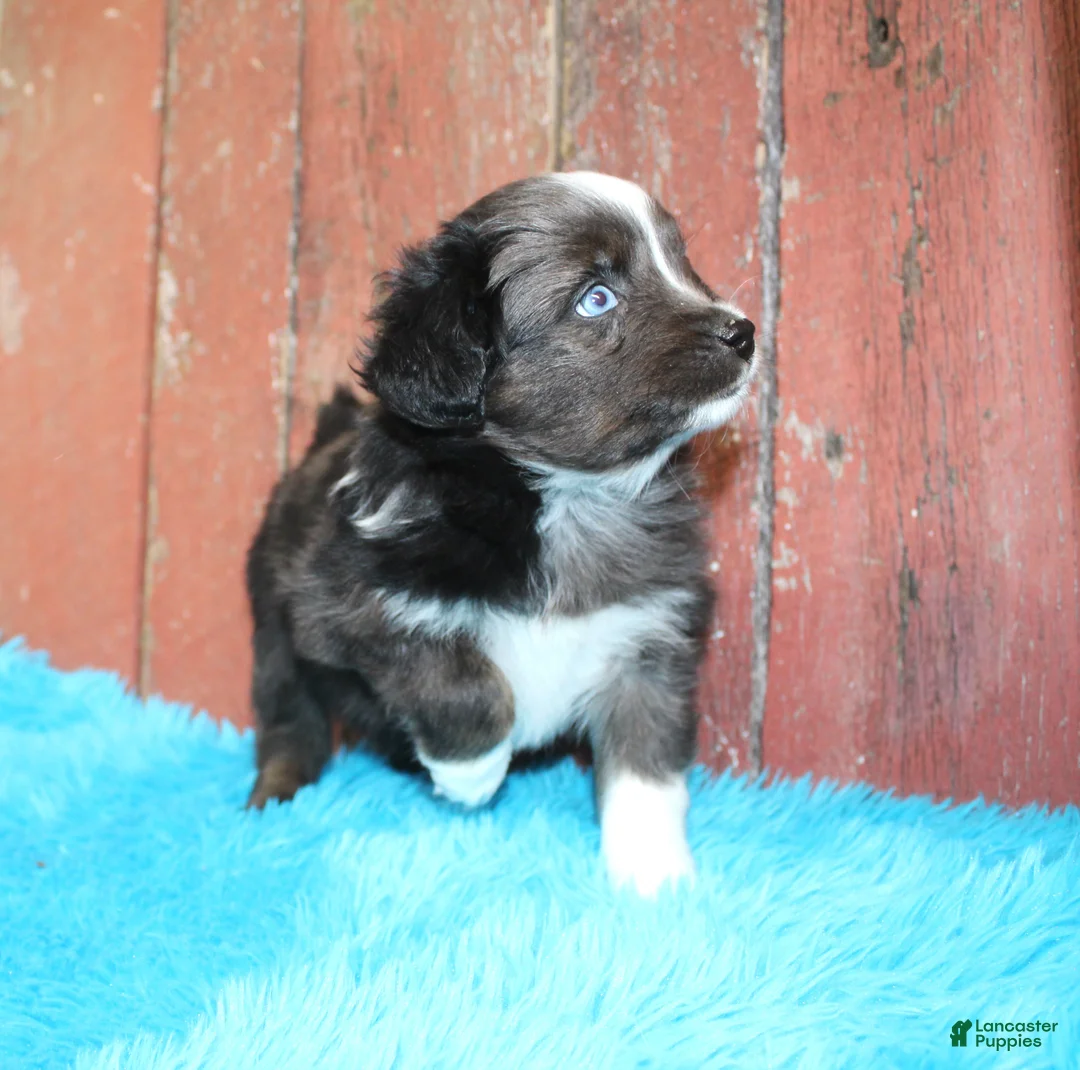 Miniature Australian Shepherd dogs for sale: Miniature Australian Shepherd Puppy 1 - Ad 1