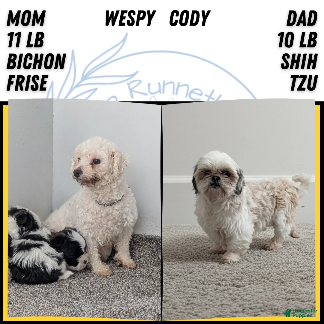 Teddy Bear dogs for sale: Izzy - Ad 10