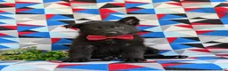 German Shepherd dogs for sale: Maxfield - Ad 4