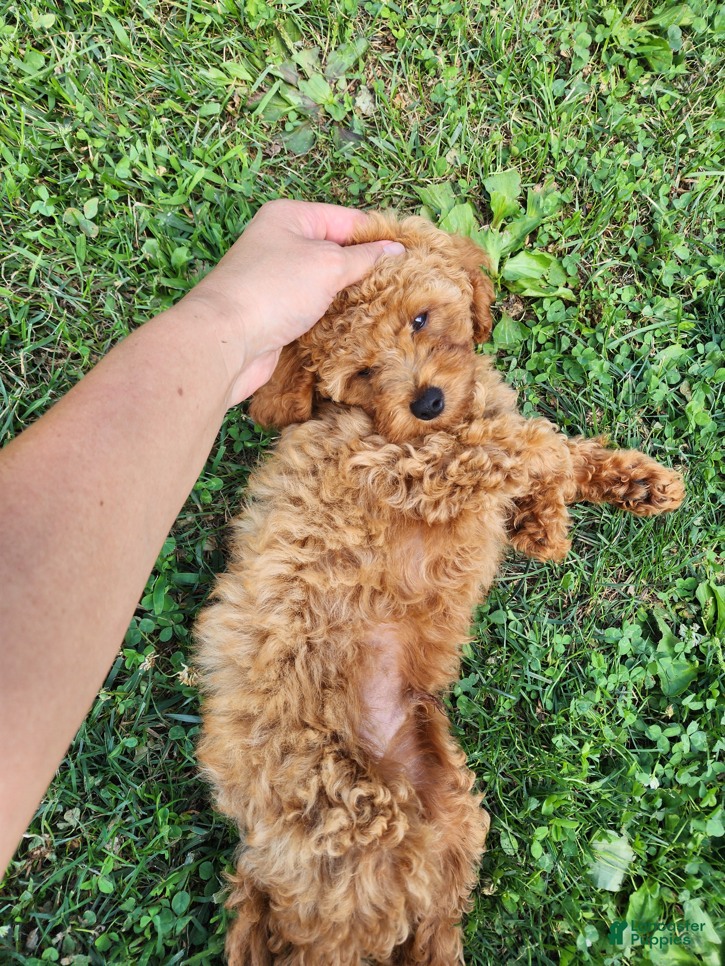 Mini Goldendoodle dogs for sale: Baxter green collar - Ad 3