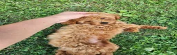 Mini Goldendoodle dogs for sale: Baxter green collar - Ad 1