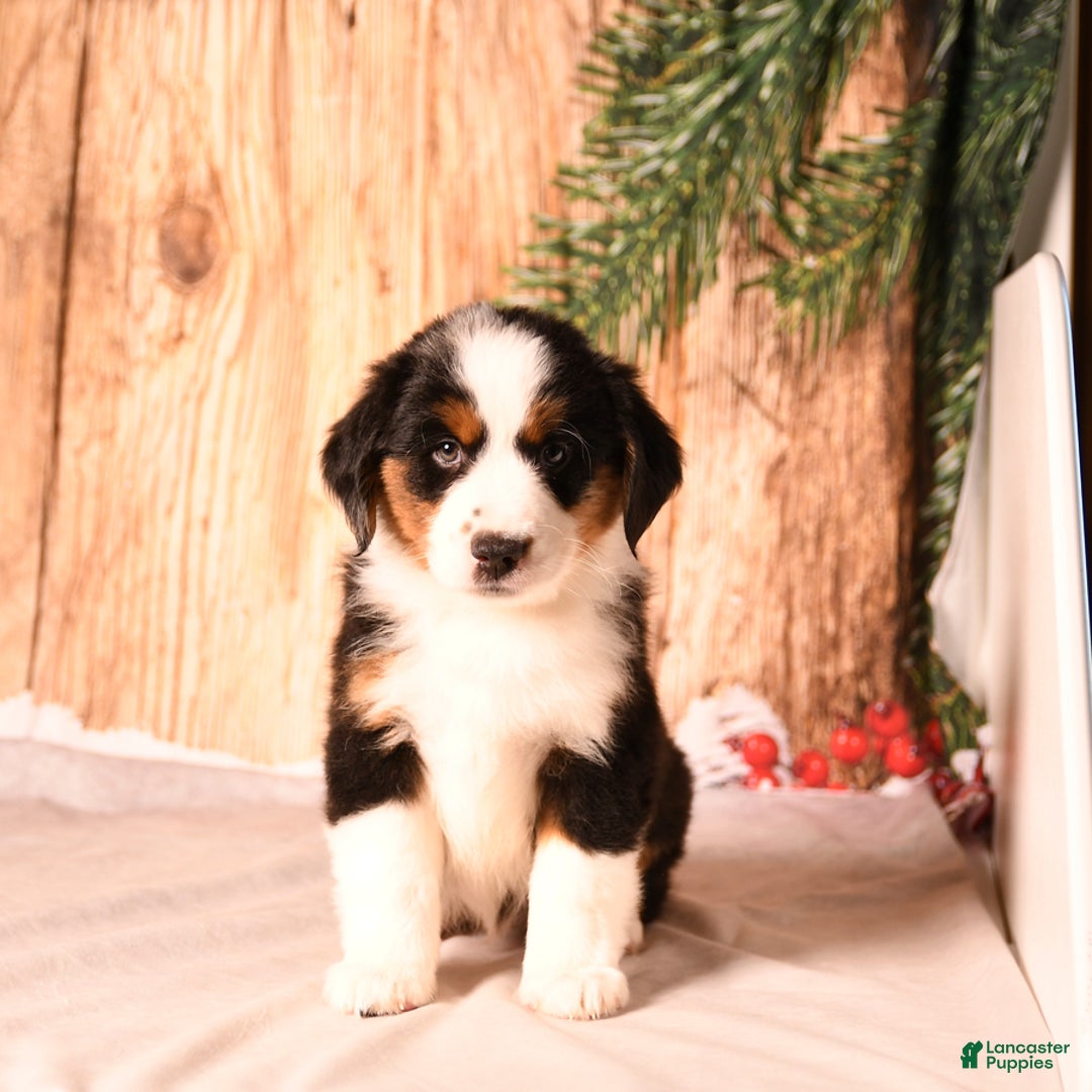 Miniature Australian Shepherd dogs for sale: Blitzen - Ad 3