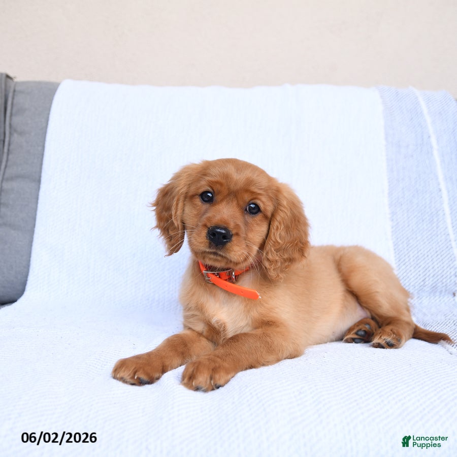 Miniature Golden Retriever dogs Bingo - Ad 1