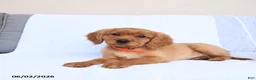 Miniature Golden Retriever dogs for sale: Bingo - Ad 1