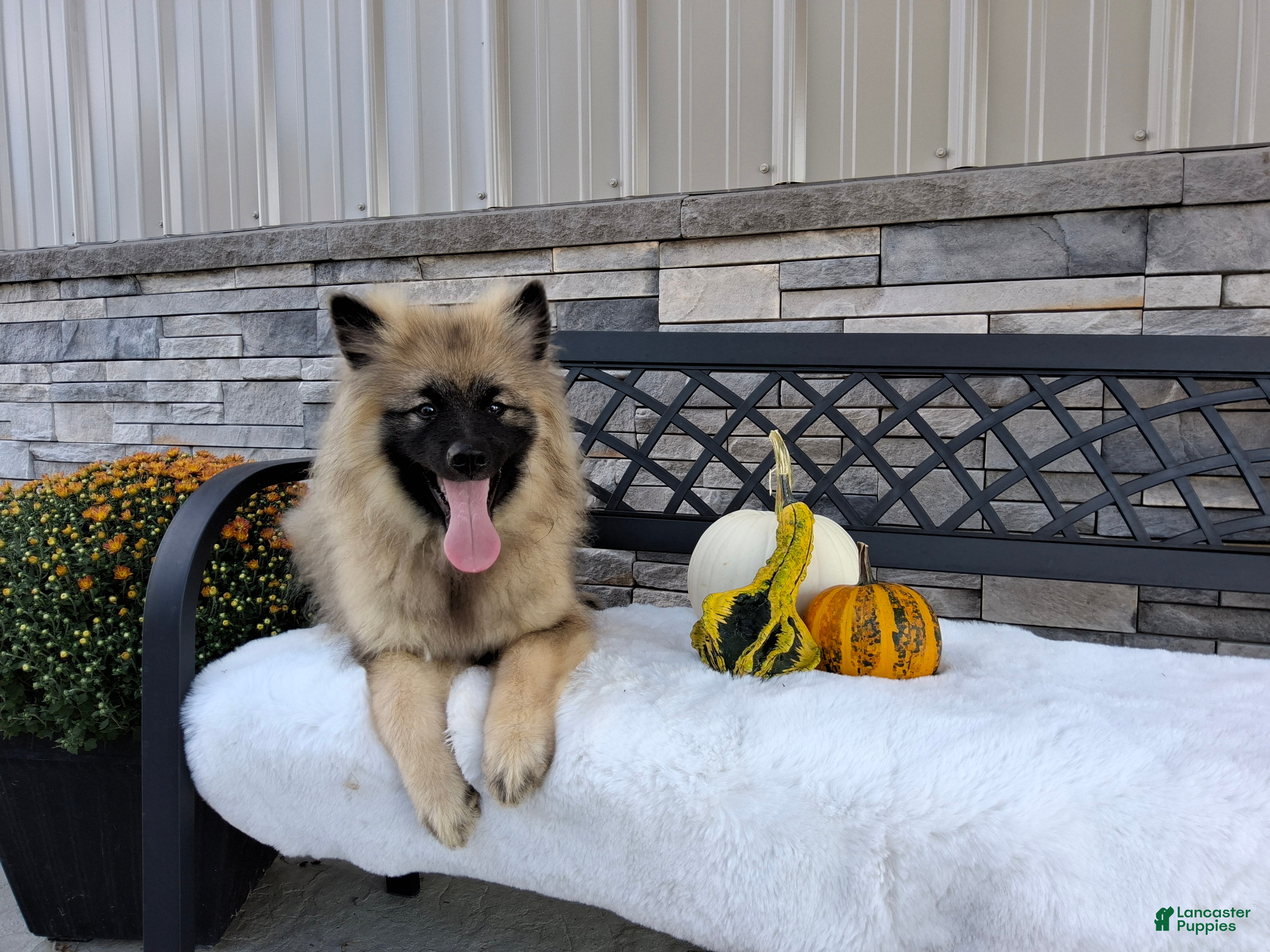 Keeshond dogs Daniel - Ad 1