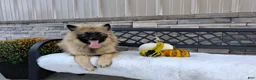 Keeshond dogs for sale: Daniel - Ad 1