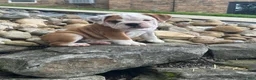 English Bulldog dogs for sale: Lucy - Ad 5